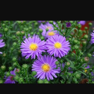 Meet your Posher, Margie